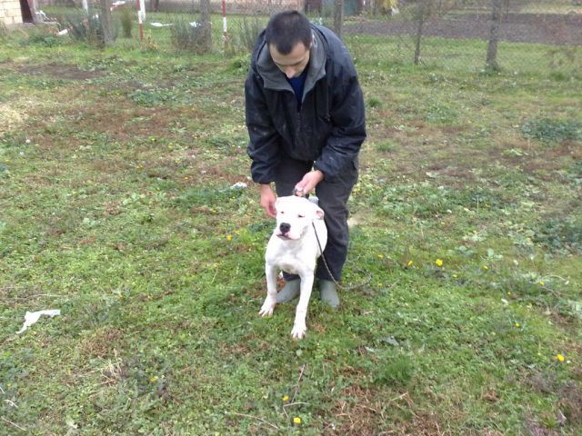 Dogo argentino - foto