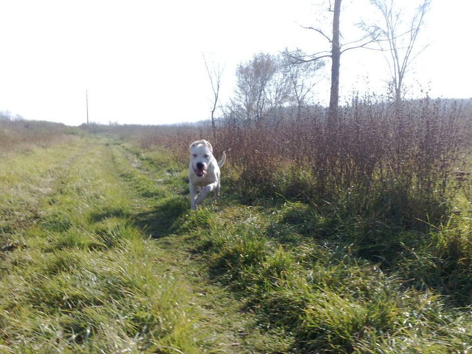 Dogo argentino - foto povečava