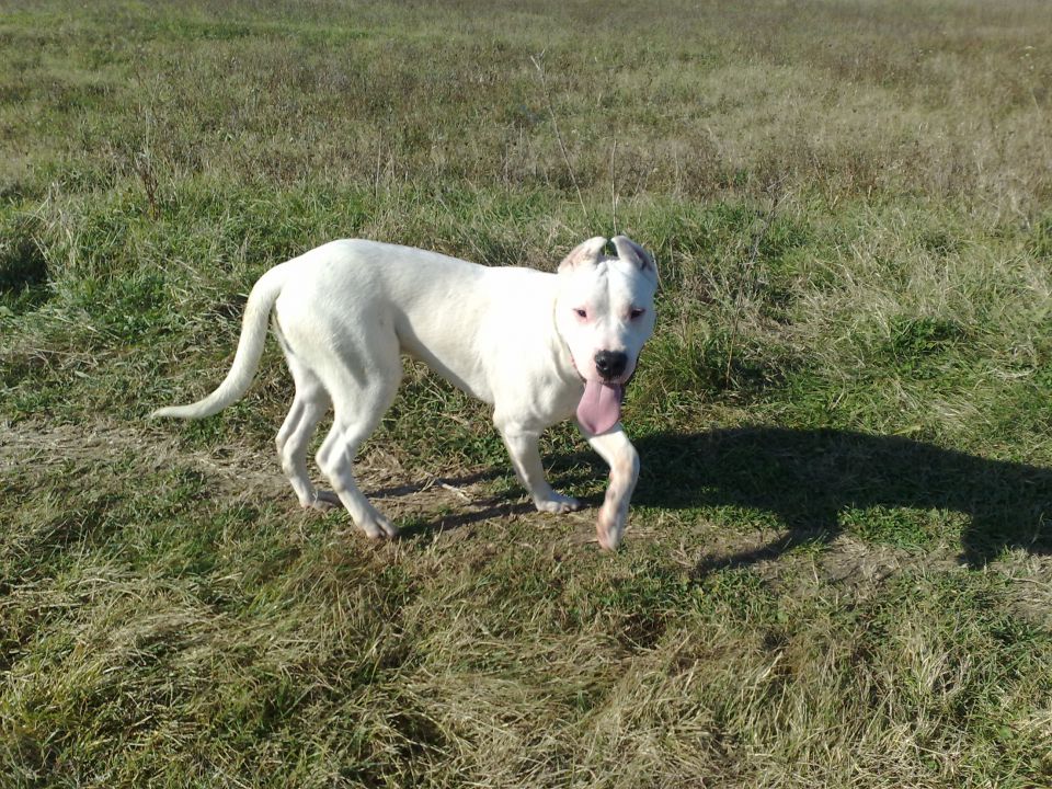 Dogo argentino - foto povečava