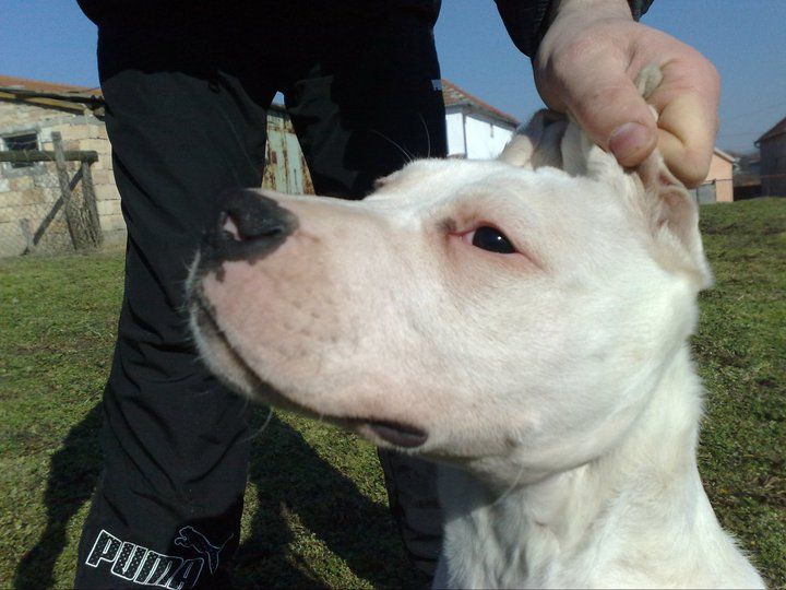 Dogo argentino - foto povečava