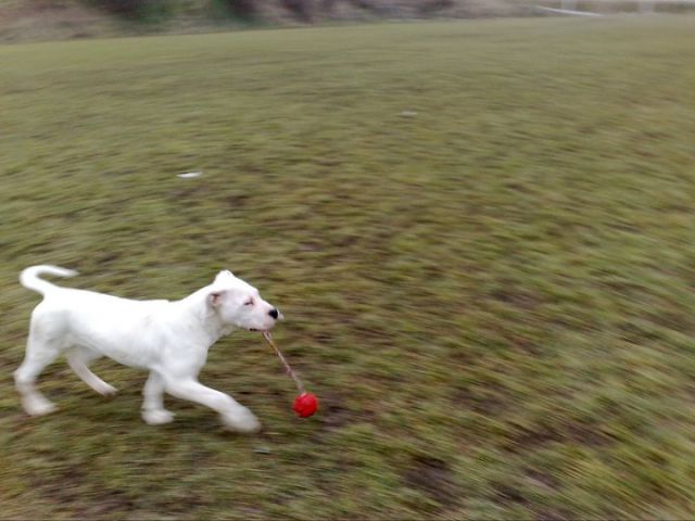 Dogo argentino - foto