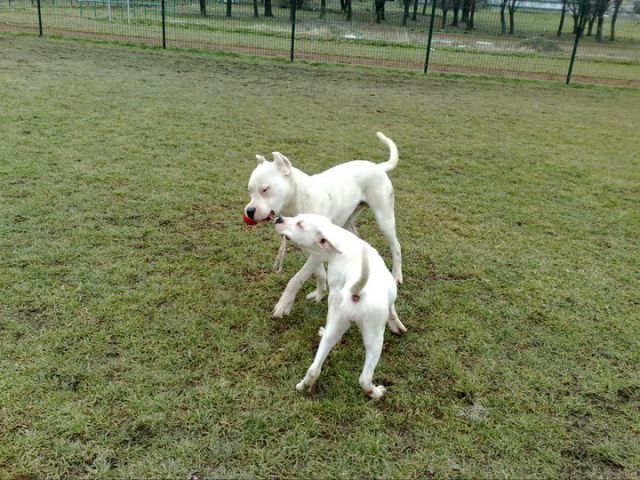 Dogo argentino - foto