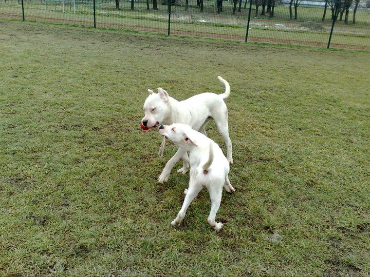 Dogo argentino - foto povečava