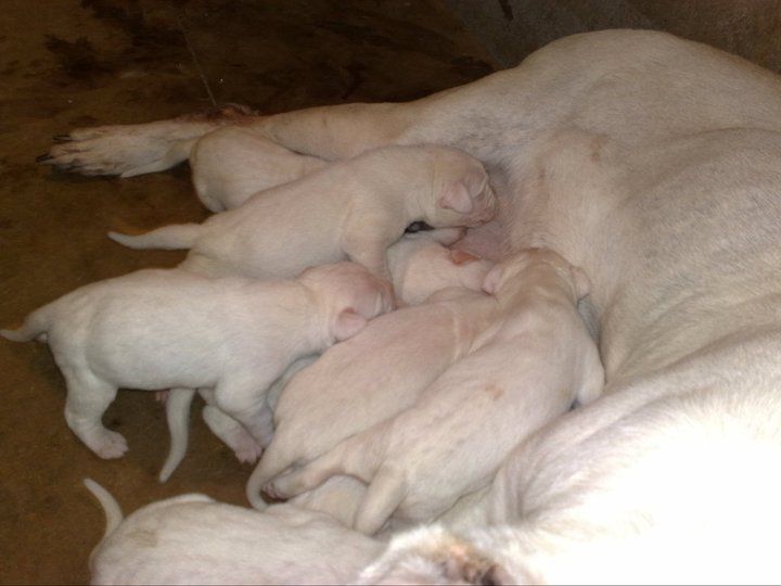 Dogo argentino - foto povečava