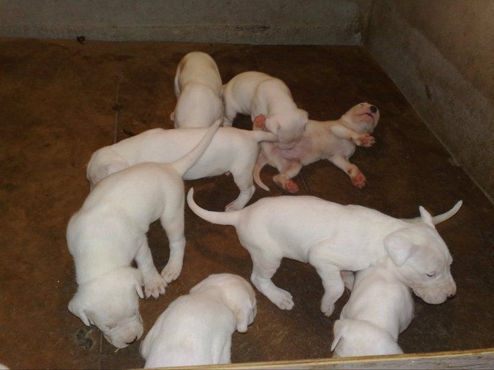 Dogo argentino - foto povečava