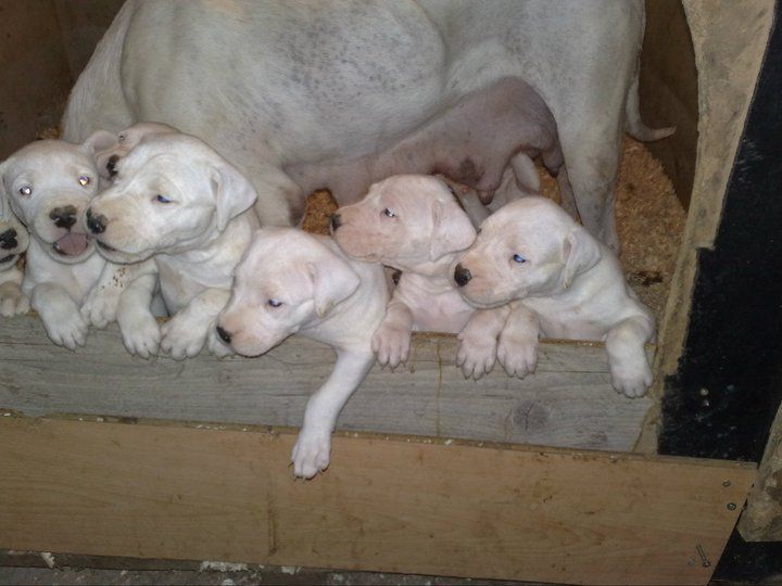 Dogo argentino - foto povečava