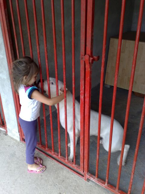 Dogo argentino - foto