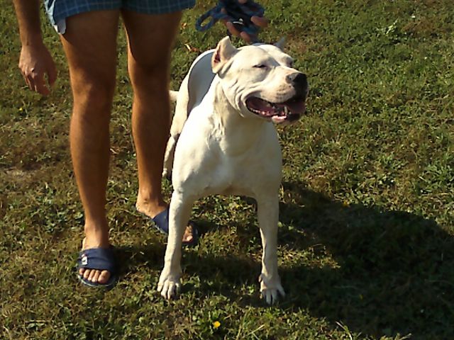 Dogo argentino - foto