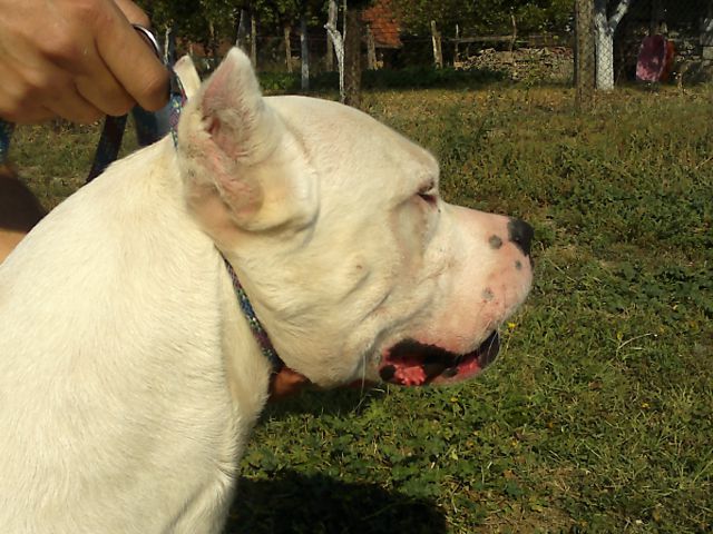 Dogo argentino - foto