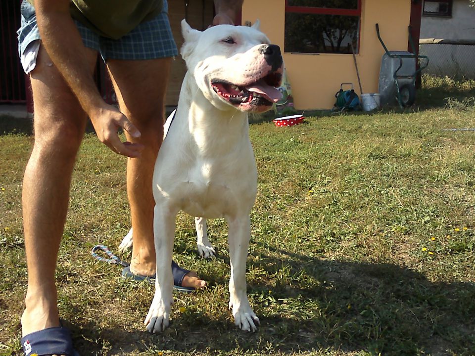 Dogo argentino - foto povečava