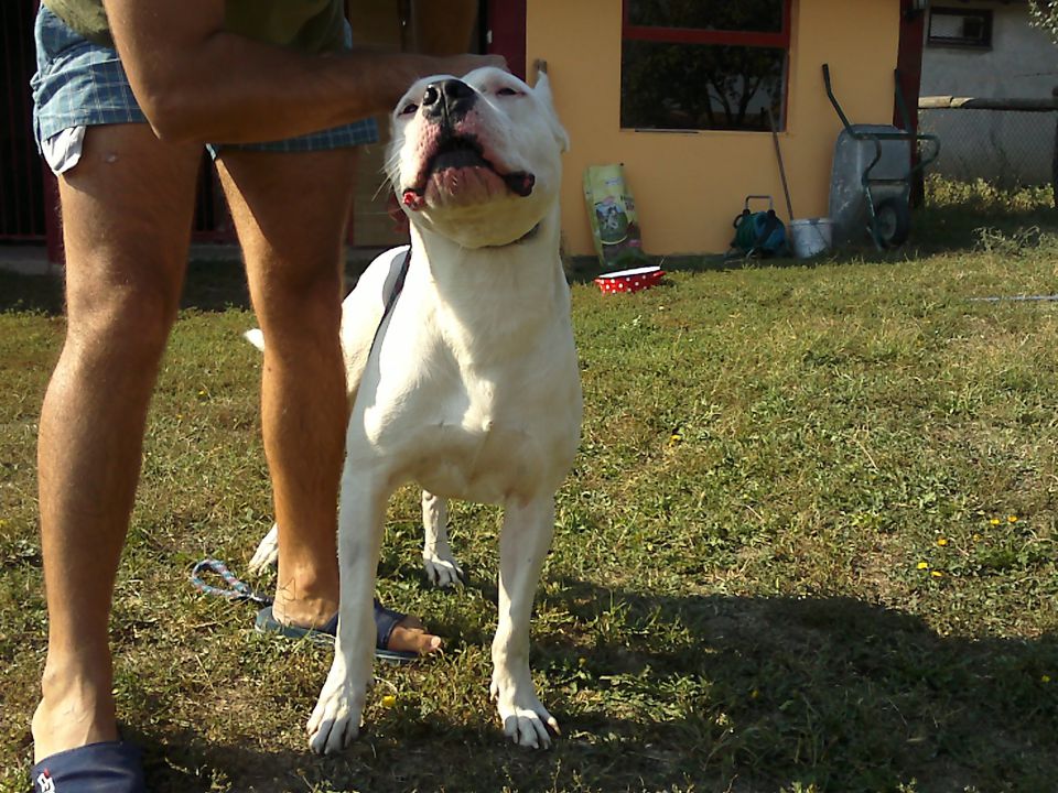 Dogo argentino - foto povečava