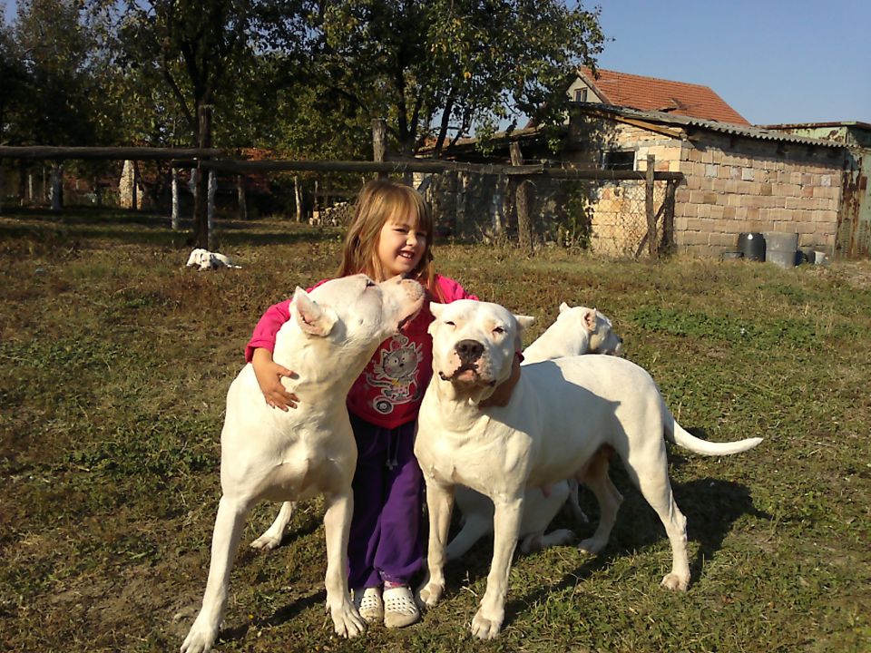 Dogo argentino - foto povečava