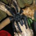 avicularija metallica

drevesna vrsta pajka