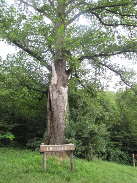 Čaven  (1242m)  - foto