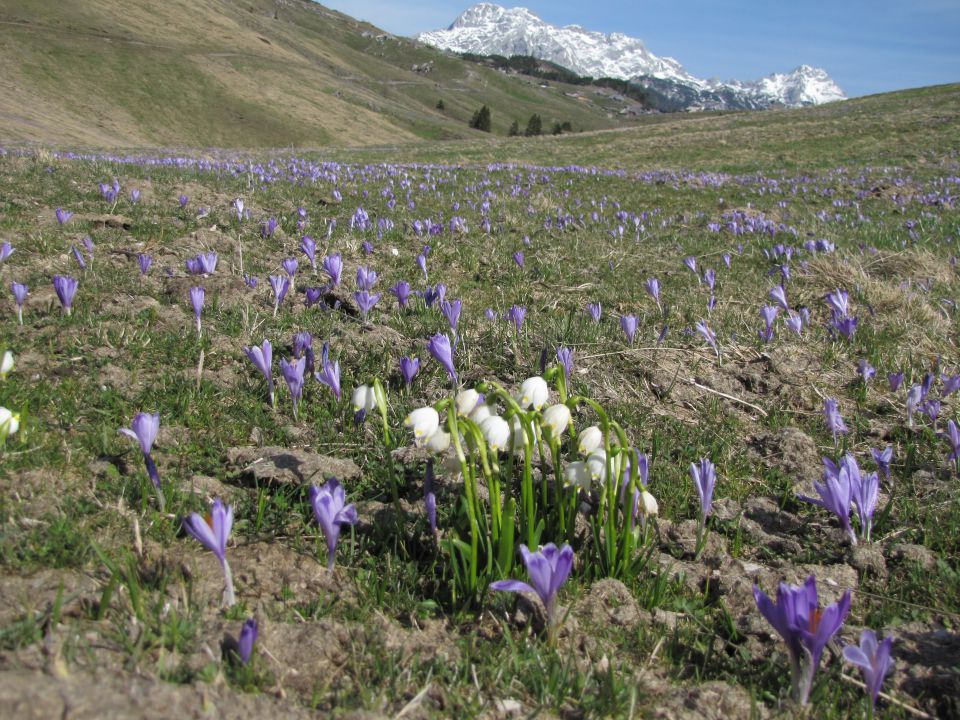 Velika planina april 2012 - foto povečava