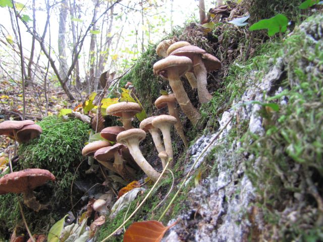 Ocizla - Tigrovska spominska pot - foto