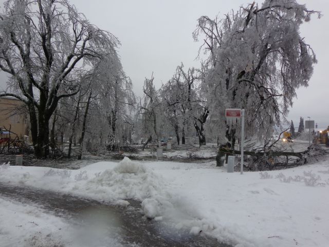 Žled v Postojni, februar 2014 - foto