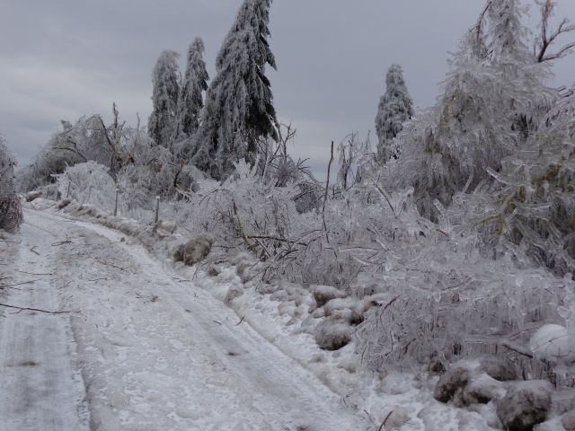 Žled v Postojni, februar 2014 - foto