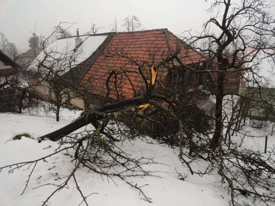 Žled v Postojni, februar 2014 - foto povečava