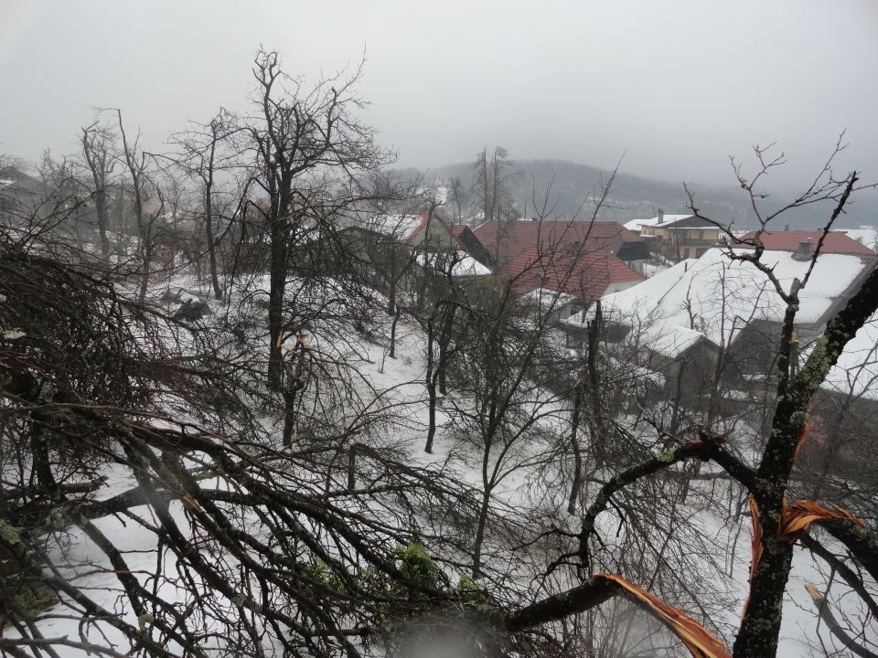 Žled v Postojni, februar 2014 - foto povečava