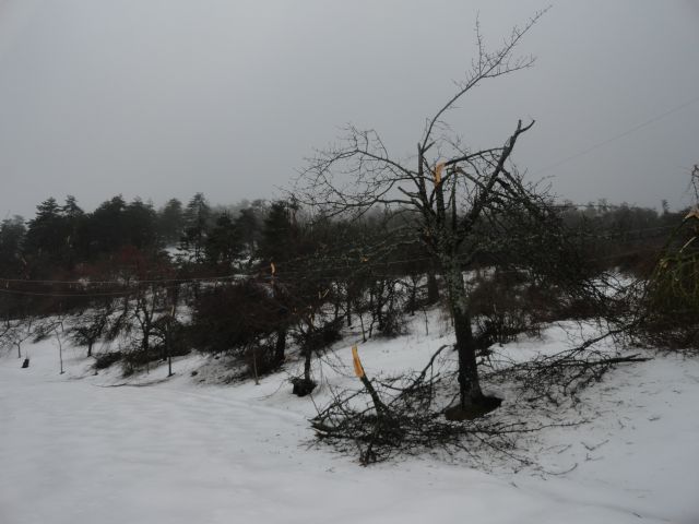 Žled v Postojni, februar 2014 - foto