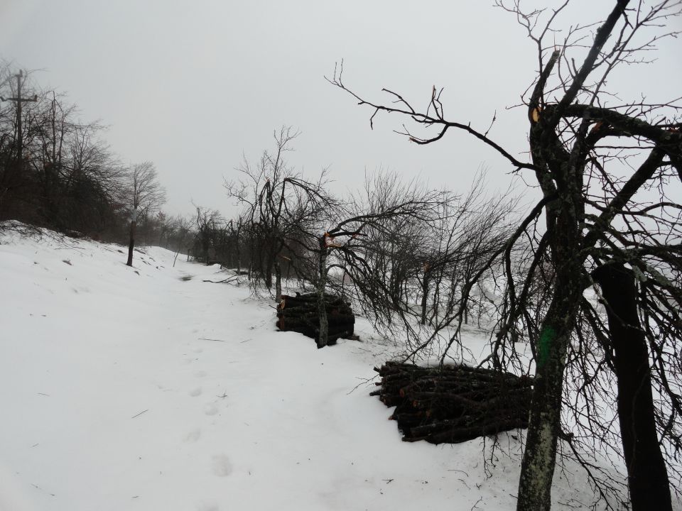 Žled v Postojni, februar 2014 - foto povečava