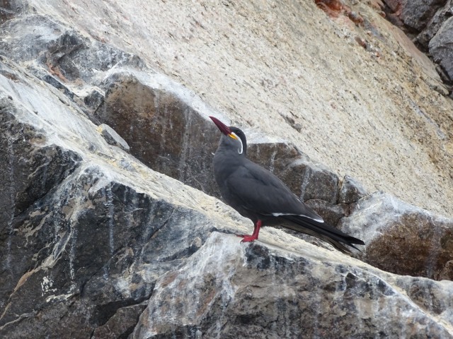 Peru 23.4-8.5.2017 - foto