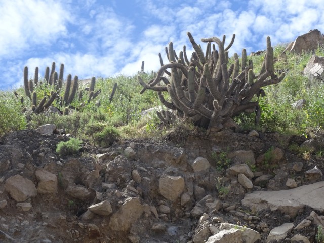 Peru 23.4-8.5.2017 - foto