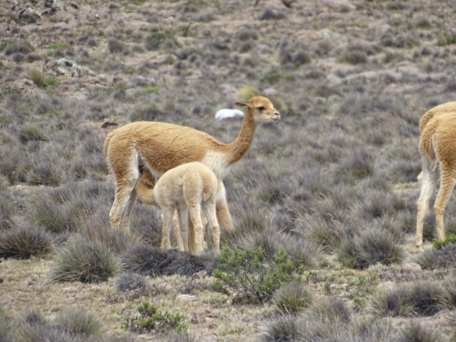 Peru 23.4-8.5.2017 - foto