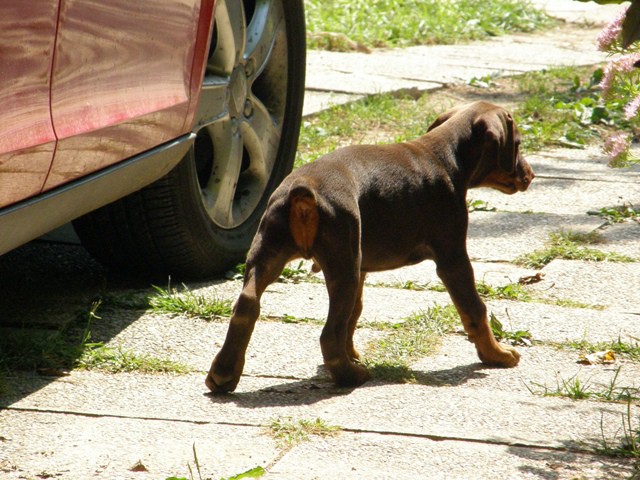 Dobermani - foto