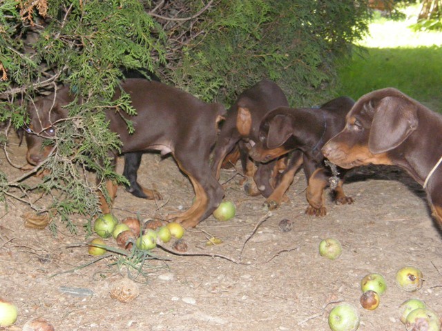 Dobermani - foto