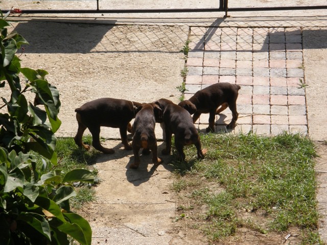 Dobermani - foto povečava