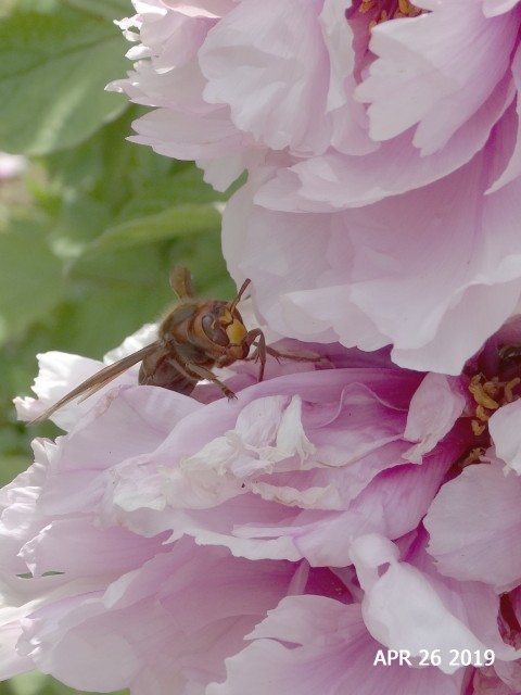 Matica sršena išče čebele