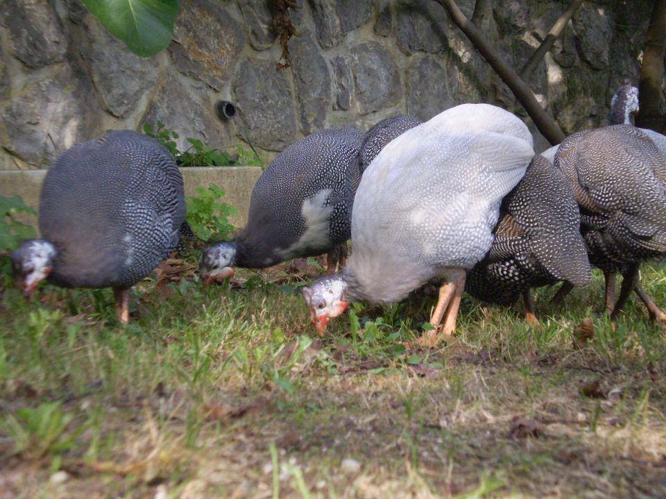 Pegatke,biserke,misirke,cigutke, - foto povečava