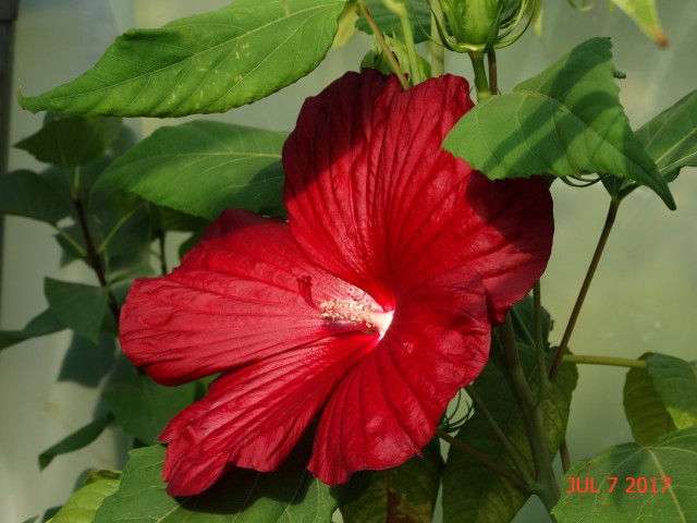 Močvirski  hibiscus - foto