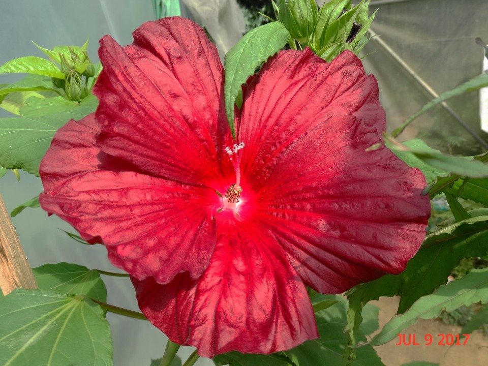 Močvirski  hibiscus - foto povečava