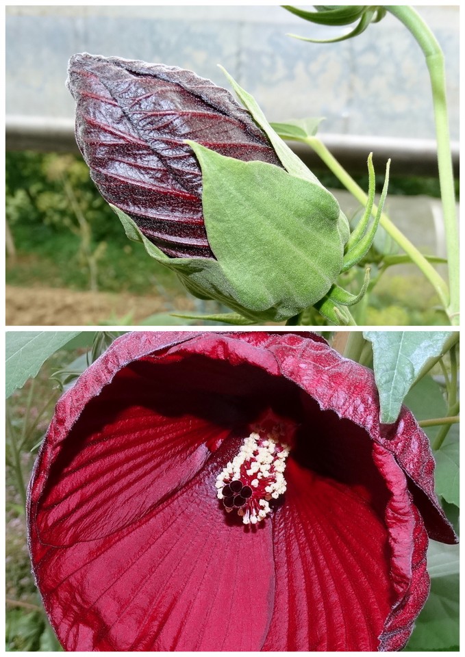 Močvirski  hibiscus - foto povečava