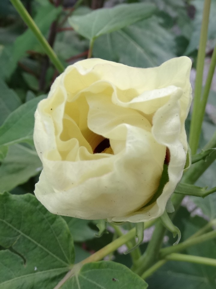 Močvirski  hibiscus - foto povečava