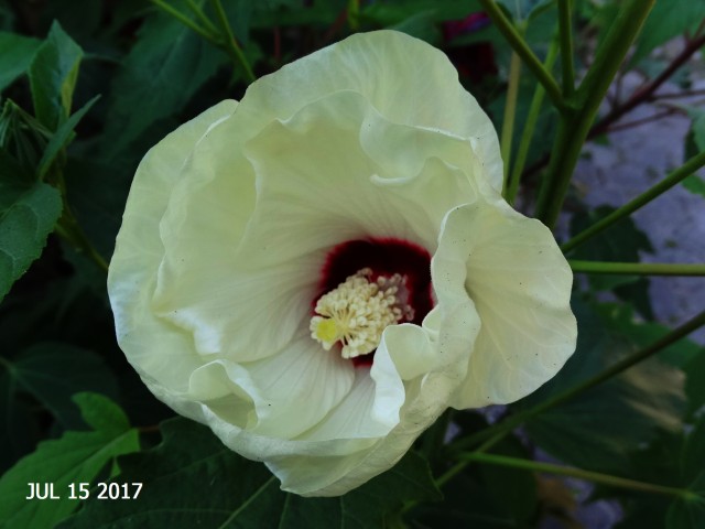 Močvirski  hibiscus - foto