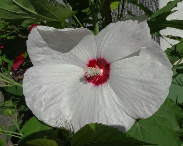 Močvirski  hibiscus - foto