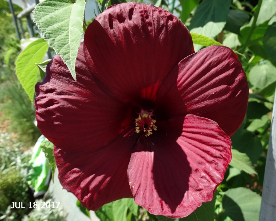 Močvirski  hibiscus - foto povečava