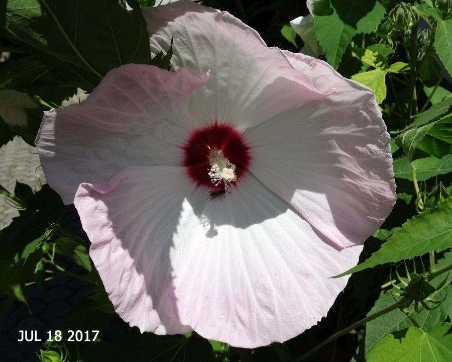 Močvirski  hibiscus - foto povečava