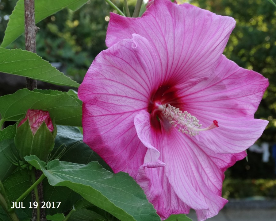 Močvirski  hibiscus - foto povečava