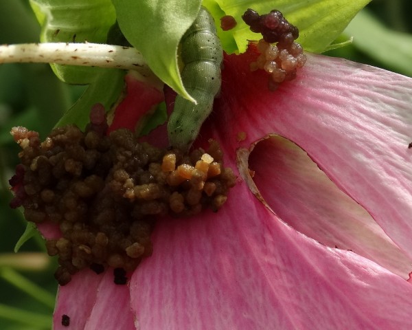 Gosenica na močvirskem hibiskusu.
