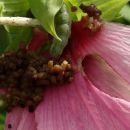 gosenica na močvirskem hibiskusu.