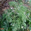 Artemisia annua