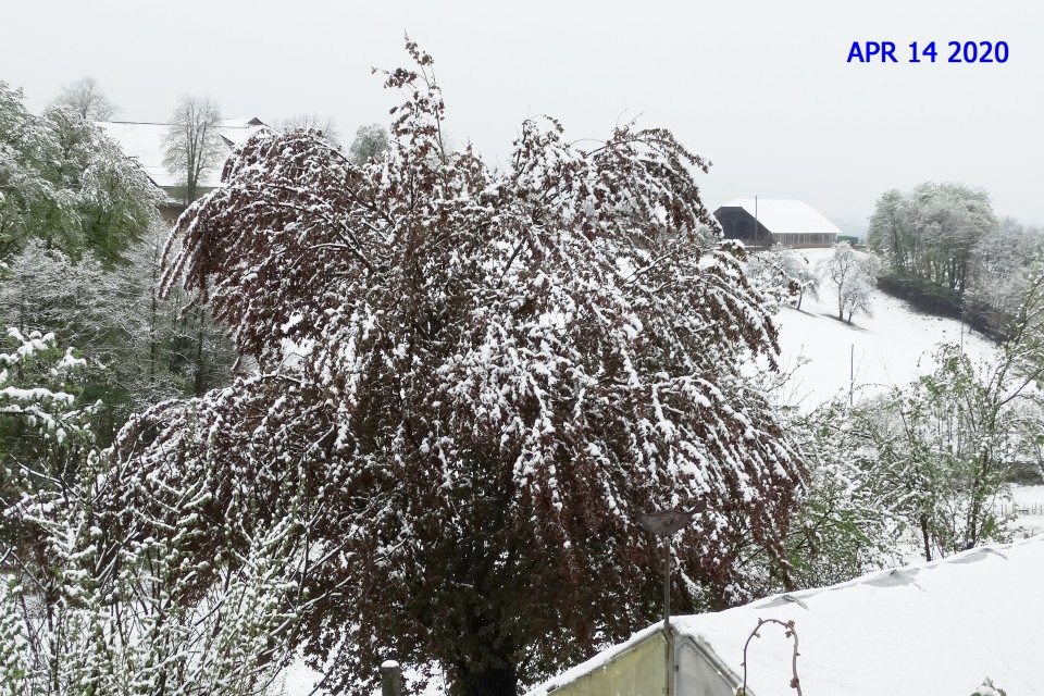 APRILSKI SNEG 2020 - foto povečava