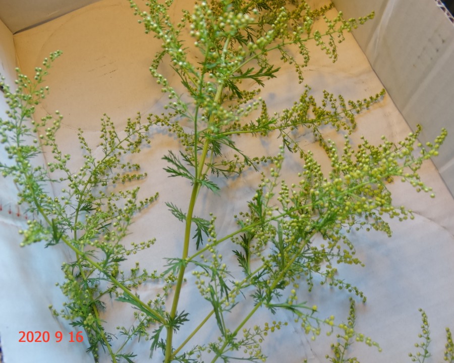 Sladki pelin - foto povečava