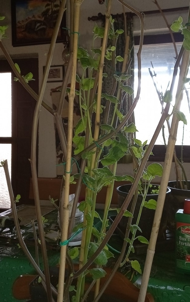 Physalis peruviana - foto povečava