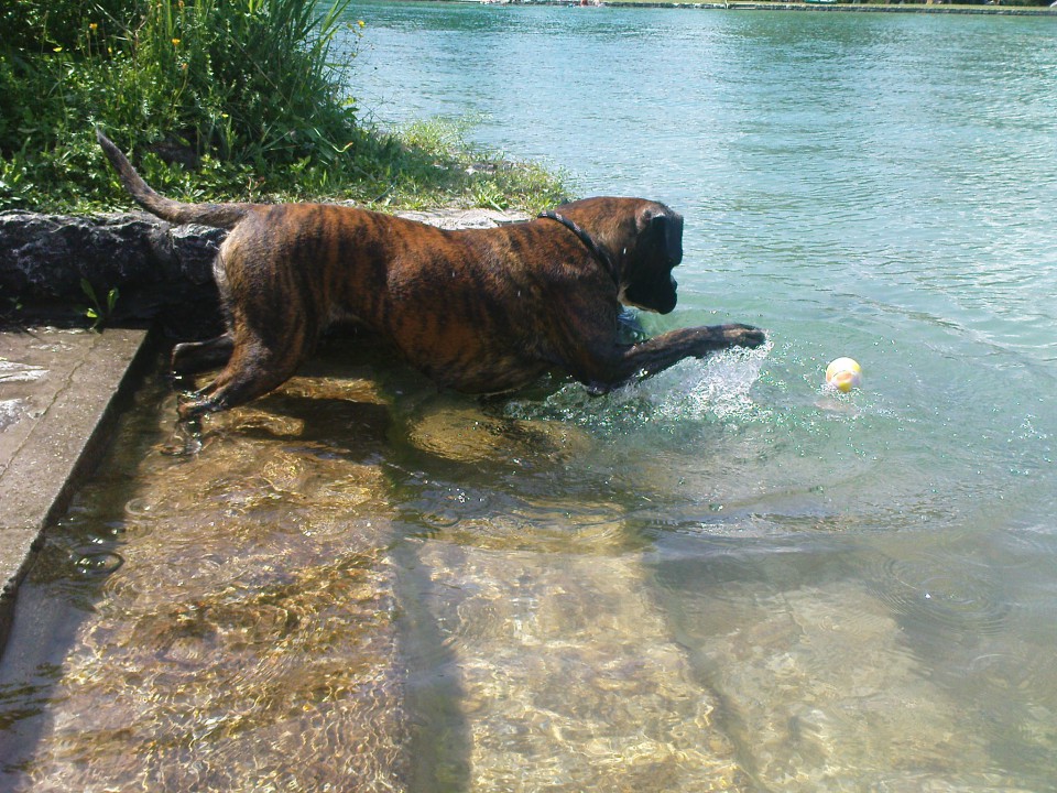 Poletje2009 - foto povečava